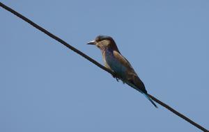Bird Roller Indian Coracias