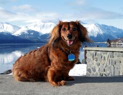 a fluffy dog in the White Mountains
