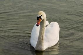 a magnificent swan in the lake