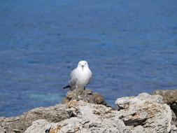 great white bird on a rock