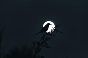 silhouette of a bird against the moon