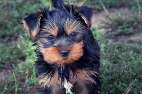 cute little pet dog