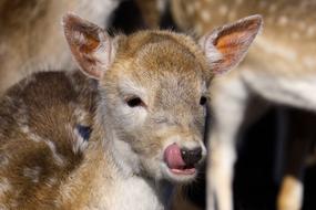 reindeer language is a nice sight