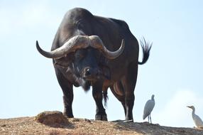a big wild bull with birds