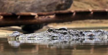 floating crocodile in the river