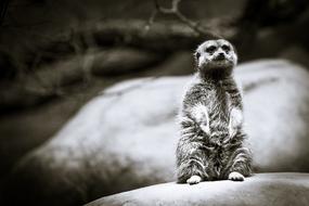 meerkat animal wildlife species