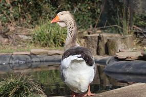 wild goose on the rocks by the lake