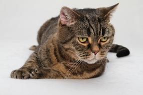 cat sleeps sad looking