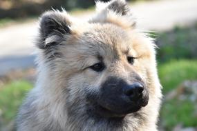 furry pet
