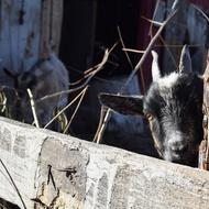 black goat at the fence view