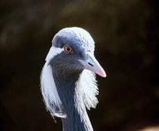 The bird is a beautiful, unusual bird.