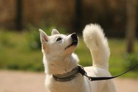 outdoor pet friend