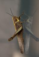 grasshopper on glass view