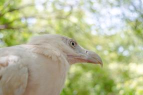 white bird against the trees
