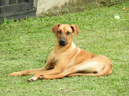 cute dog on the grass view