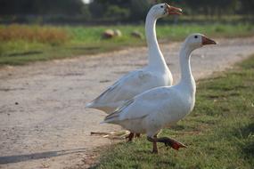 two white geese in the grass