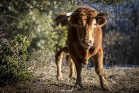 beautiful cow in the field