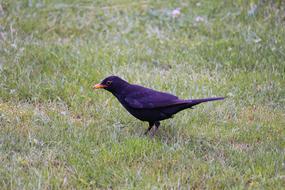 blackbird in the green grass