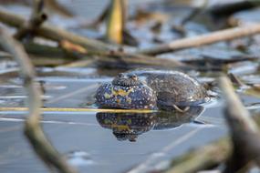 frog in the water view