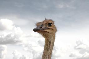ostrich head in the clouds