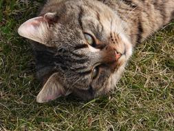 the cat looks up