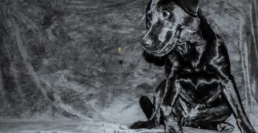 black dog love is cute