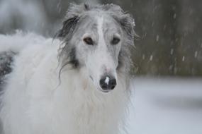 cute dog with a long face