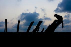 silhouette of a cat on wooden poles