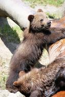 brown bear at the zoo