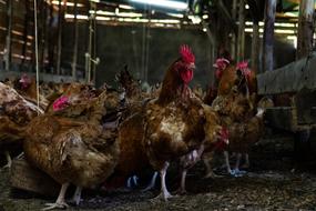chickens on a farm view