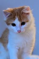 a little kitten sitting