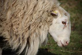 fluffy sheep face