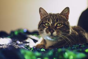 green-eyed cat at the zoo