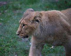 lioness at the zoo view