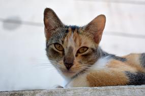 beautiful cat colored view