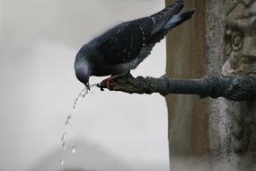 black crow on a crane