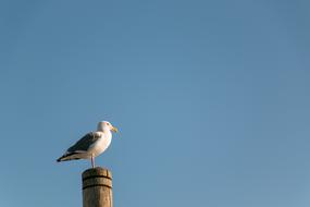 little bird on a pole