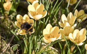 beautiful yellow flowers in the grass