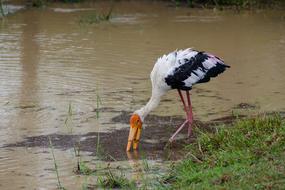 a nice bird in the swamp view