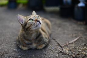 cat looks up at the ground view