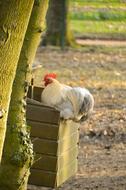there a rooster on the fence