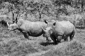 rhinos in safari view