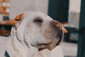 The dog is a big beautiful dog.