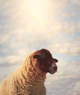 sheep fluffy nature clouds