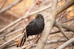 blackbird on the branches view