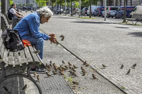 Birds Sparrows Man