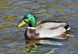 green-headed duck in the water