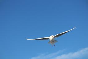 seagull sky blue view