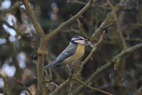 a small bird in the branches of a tree