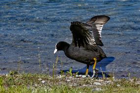 black duck by the water